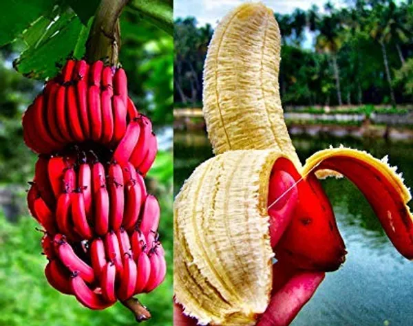 Tissus_Culture_Red_Banana_g_G9_Plant_(Pack_Of_1)
