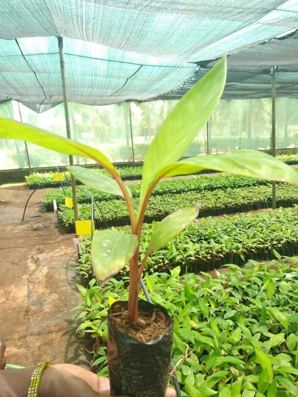 Tissus_Culture_Red_Banana_g_G9_Plant_(Pack_Of_1)
