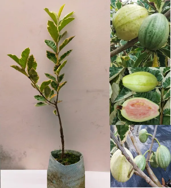 Variegated_Guava_Plant