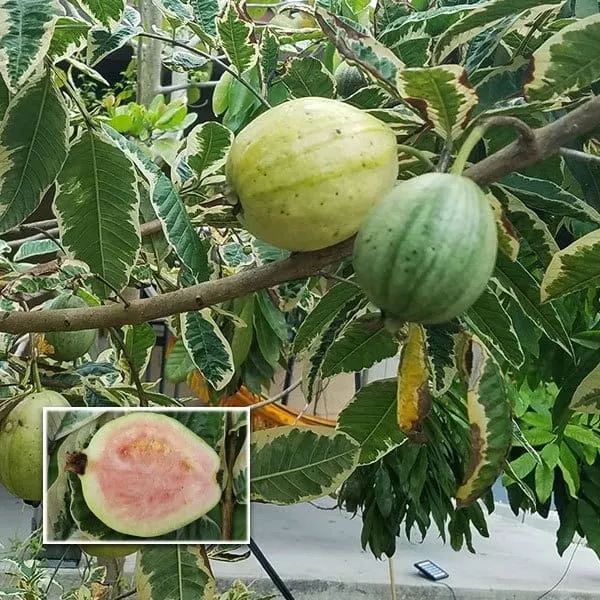 Variegated_Guava_Plant