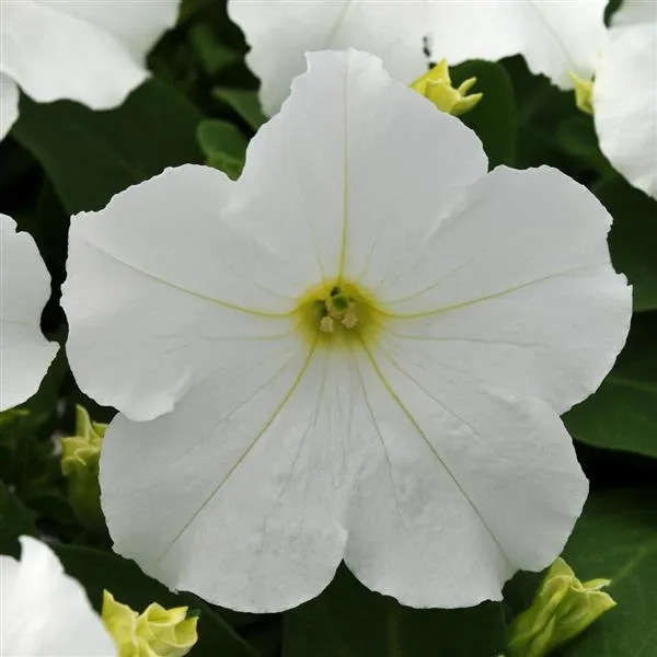 WHITE_PETANIA_FLOWER
