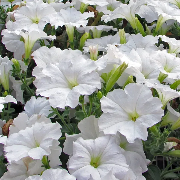 WHITE_PETANIA_FLOWER