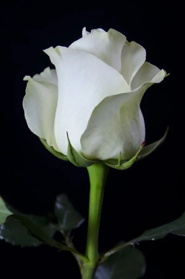Hybrid_White_Rose_Plant_(Pack_Of_1)