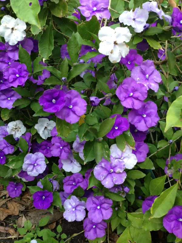 YESTERDAY_TODAY_TOMORROW_FLOWERING_PLANT_(1.5-3_Feet_Height_Pack_Of_1)