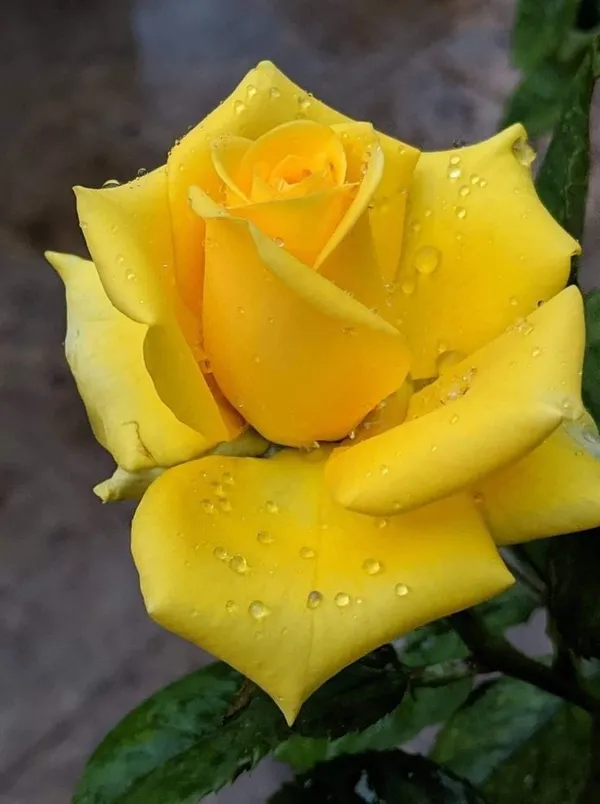 Hybrid_Yellow_Rose_Plant_(1.5-2_Feet_Height_Pack_Of_1)