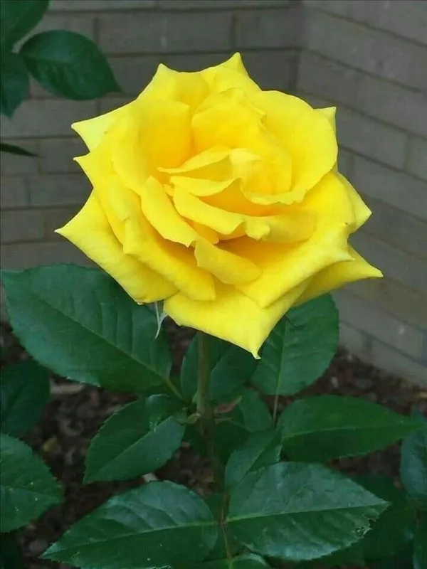 Hybrid_Yellow_Rose_Plant_(1.5-2_Feet_Height_Pack_Of_1)