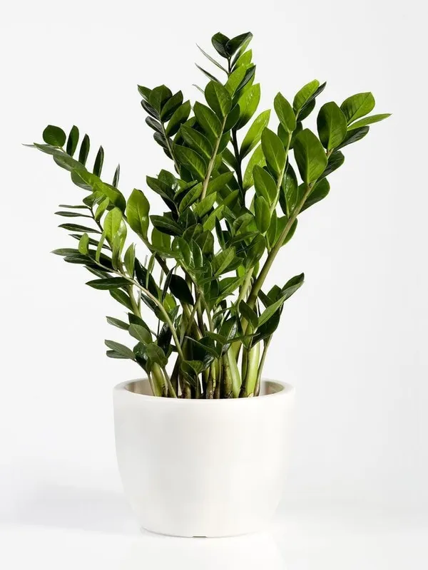 Z_Z_PLANT