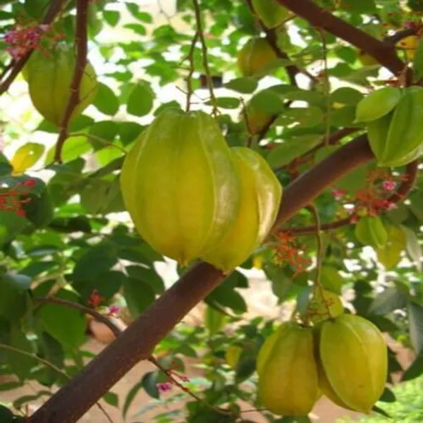 All_Time_Sweet_Star_Fruit_Plant_(Pack_Of_1)