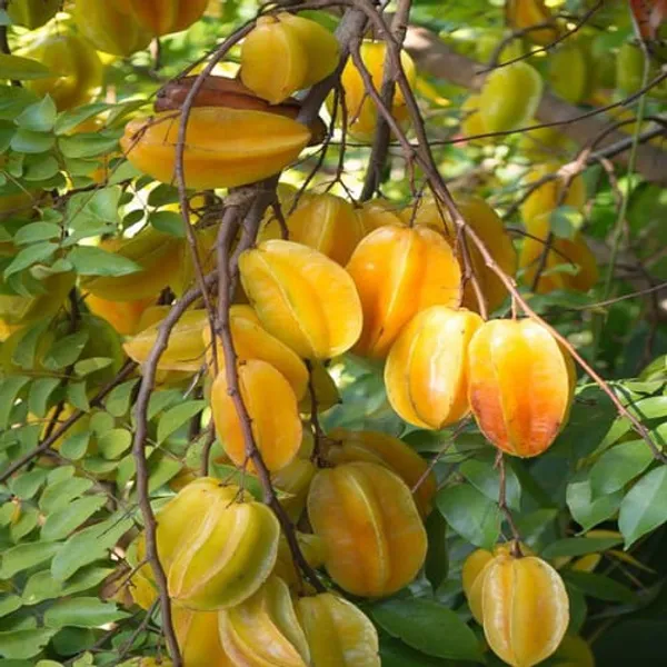 All_Time_Sweet_Star_Fruit_Plant_(Pack_Of_1)