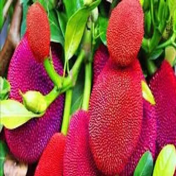 Red_Jackfruit_Plant_Grafted_Plant_(Pack_Of_1)