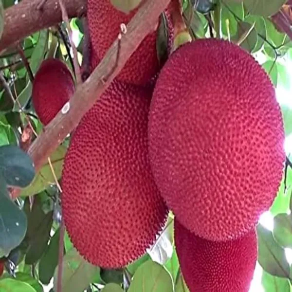 Red_Jackfruit_Plant_Grafted_Plant_(Pack_Of_1)