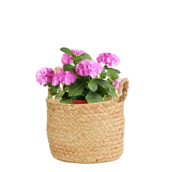 Beige_Braided_Jute_Baskets_|_Storage_Bins_Organizer_|_Laundry,_Toys_&_Planter_Basket-_Set_of_2_(8*6_Inch)