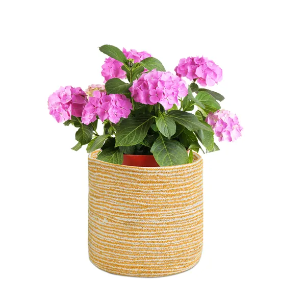 Yellow_Braided_Cotton_Baskets_|_Storage_Bins_Organizer_|_Laundry,_Toys_&_Planter_Basket-_Set_of_2_(10_Inch)_-_Yellow