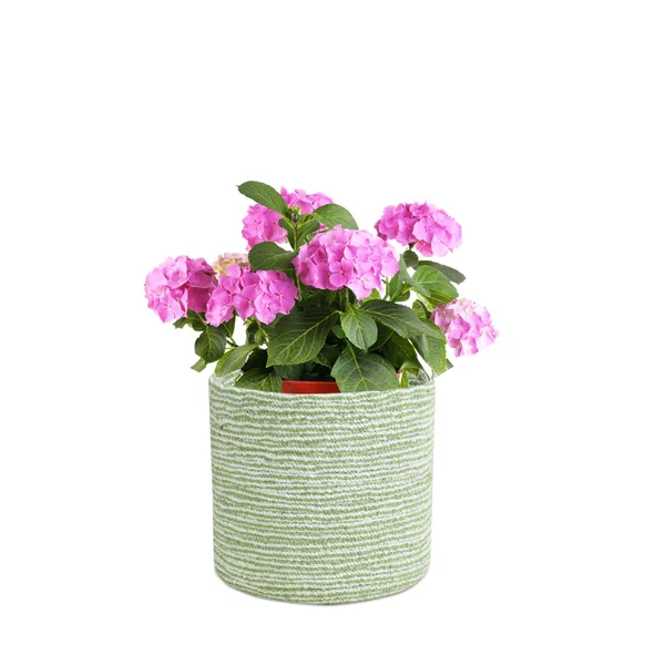 Green_Braided_Cotton_Baskets_|_Storage_Bins_Organizer_|_Laundry,_Toys_&_Planter_Basket-_Set_of_2_(8_Inch)_-_Green