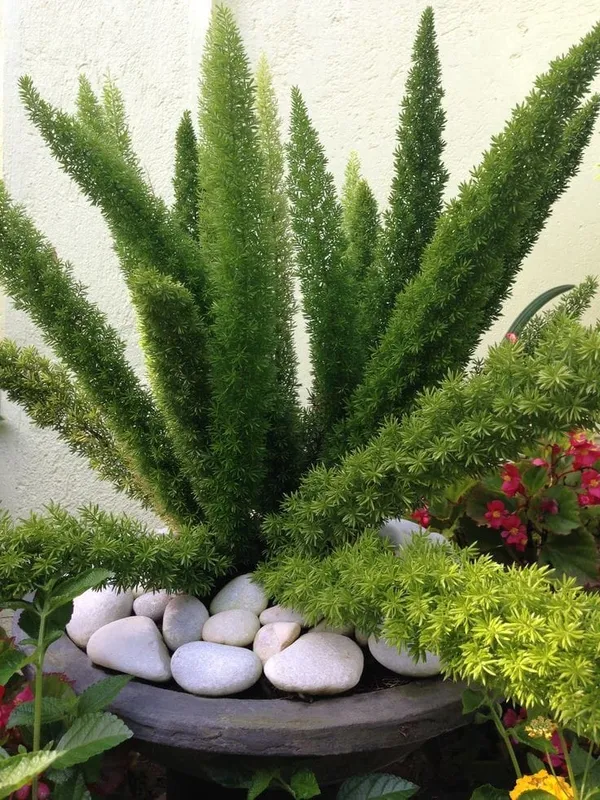 Asparagus_|_Fox_Tail_Indoor_Plant