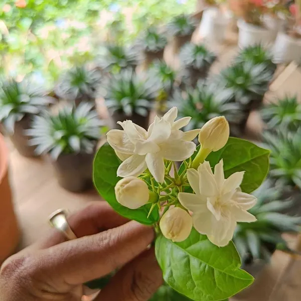 ARABIAN_JASMINE(_BEL_FUL)