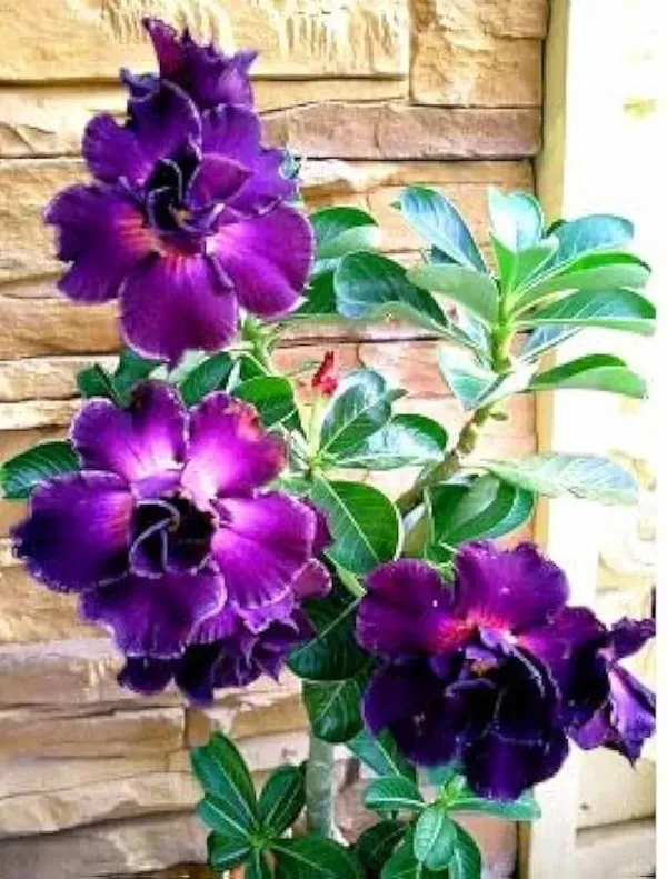 Adenium_Plant_Pack_Of_4_(Hybrid_Seedling_Plant)(1.5-2_Feet_Height_Pack_Of_4)