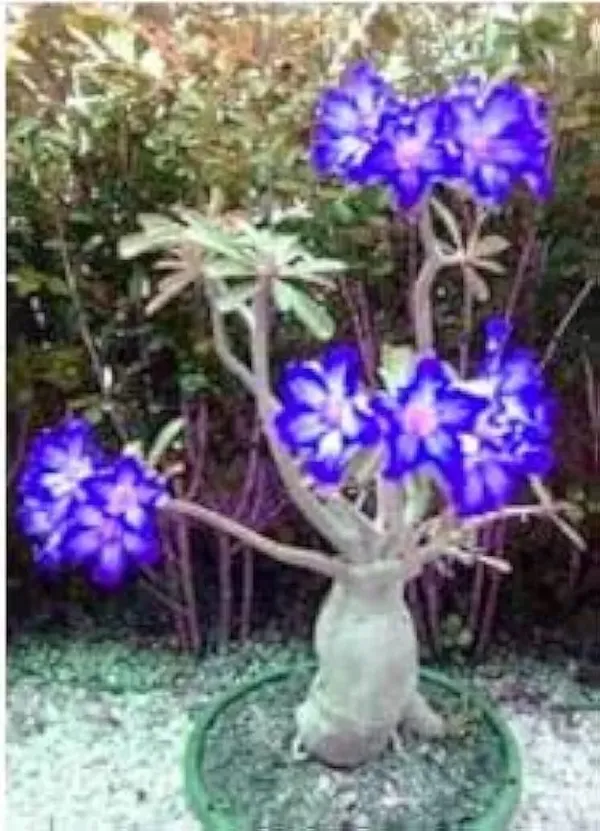 Adenium_Plant_Pack_Of_4_(Hybrid_Seedling_Plant)(1.5-2_Feet_Height_Pack_Of_4)
