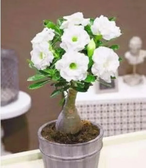 Adenium_Plant_Pack_Of_4_(Hybrid_Seedling_Plant)(1.5-2_Feet_Height_Pack_Of_4)