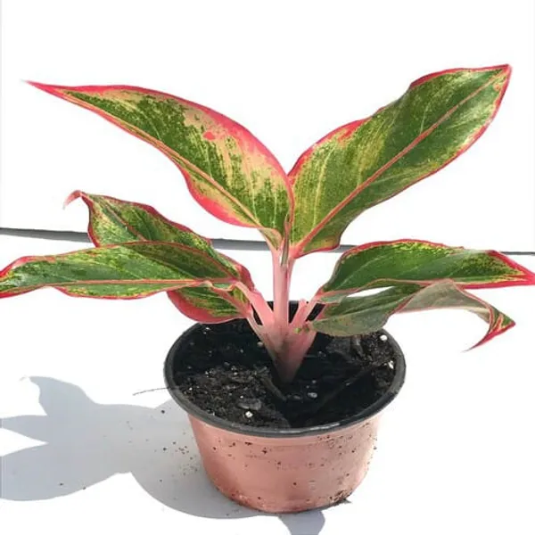 Aglaonema_Lipstick_|_Indoor_Plant_|_Pack_Of_1