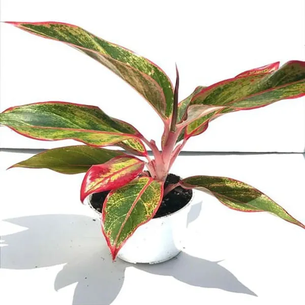 Aglaonema_Lipstick_|_Indoor_Plant_|_Pack_Of_1