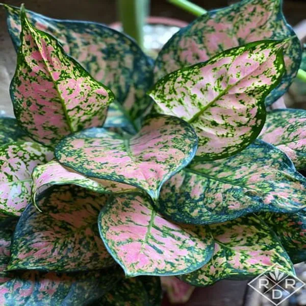 Aglaonema_Red_|_Indoor_Plant_|_Pack_Of_1