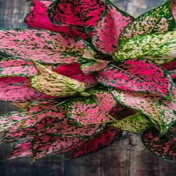 Aglaonema_Red_|_Indoor_Plant_|_Pack_Of_1