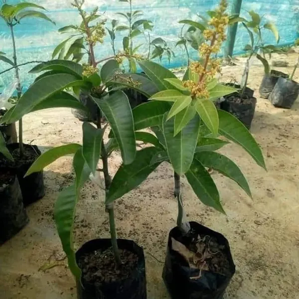 Hibrid_All_Time_Mango_Grafted_(1.5-3_Feet_Height_Pack_Of_1)