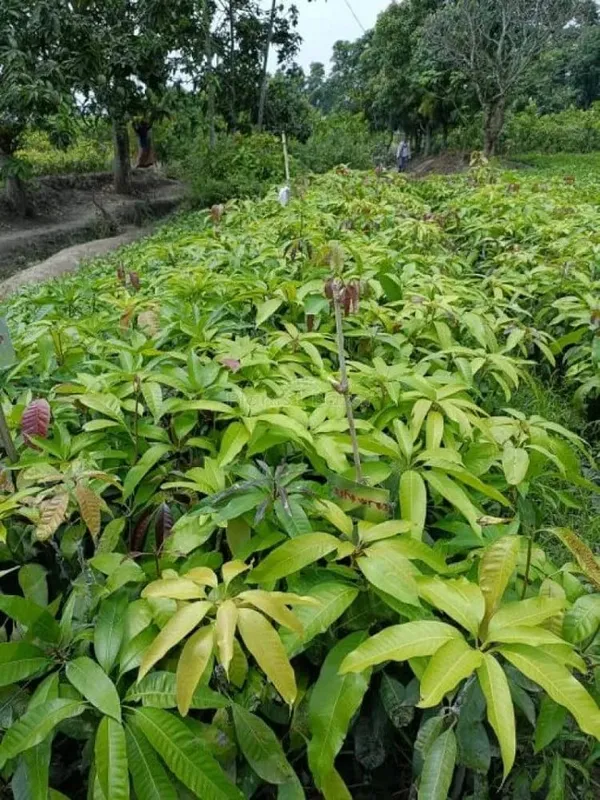 Hibrid_All_Time_Mango_Grafted_(1.5-3_Feet_Height_Pack_Of_1)