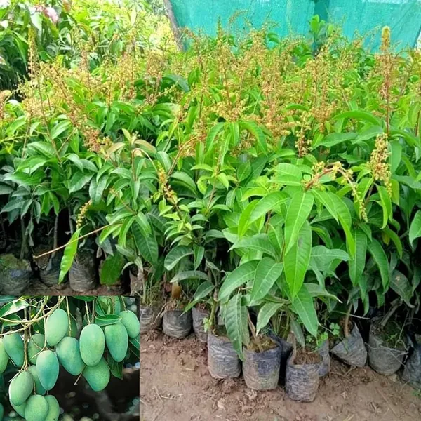 Hibrid_All_Time_Mango_Grafted_(1.5-3_Feet_Height_Pack_Of_1)