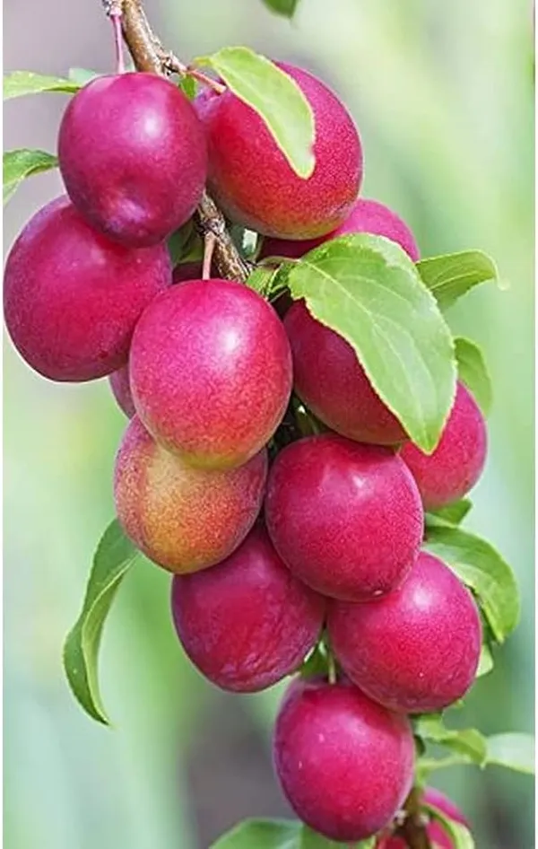 All_Time_Miss_India_Apple_Ber_Plant_(1.5-3_Feet_Height_Pack_Of_1)