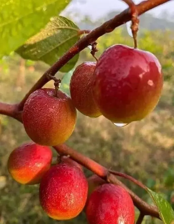 All_Time_Miss_India_Apple_Ber_Plant_(1.5-3_Feet_Height_Pack_Of_1)