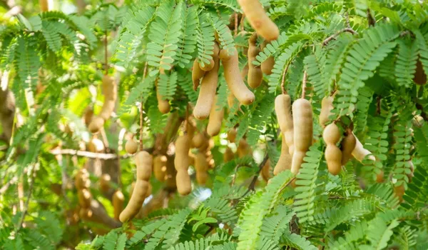 All_Time_Sweet_Tamarind_Plant