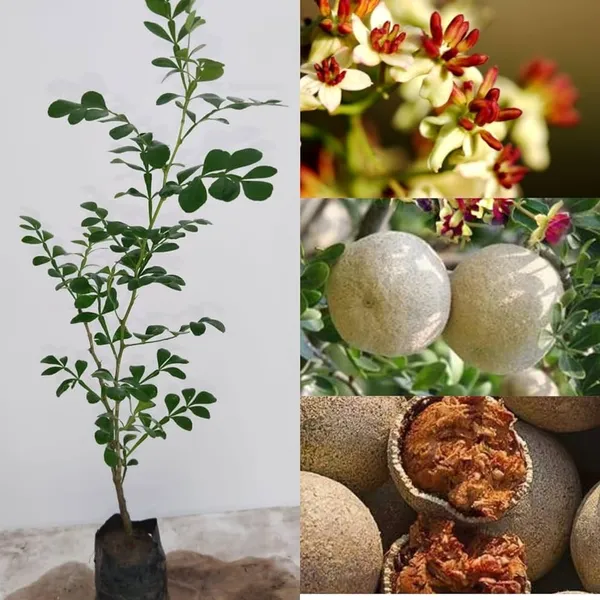 All_Time_Wood_Apple_|_Grafted_Plant