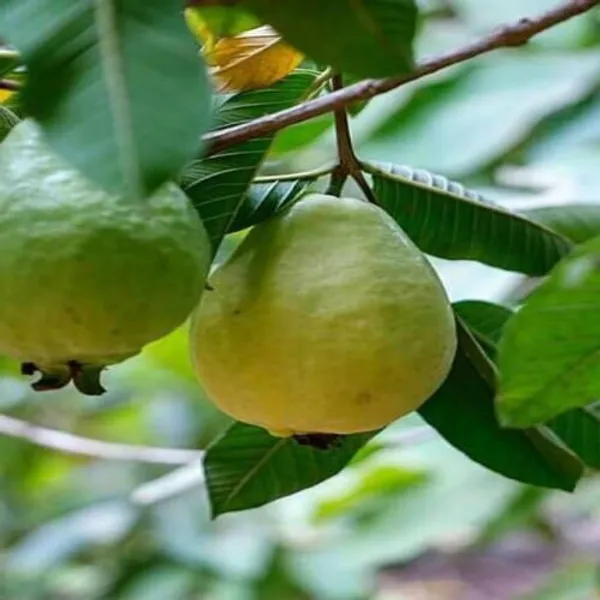 Allahabad_Guava_Plant