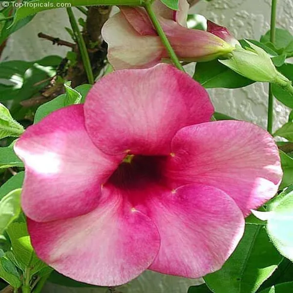 Allamanda_Flower_Plant_(Pink)
