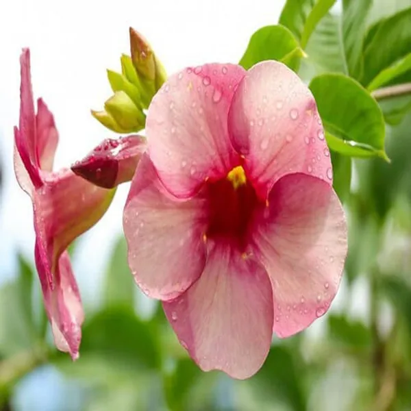 Allamanda_Flower_Plant_(Purple/Violet)