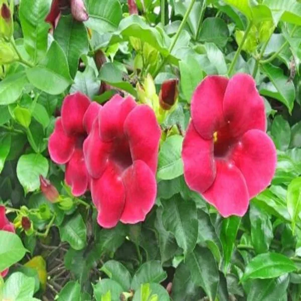 Allamanda_Flower_Plant_(Red)