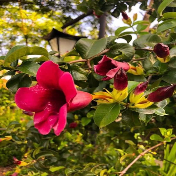 Allamanda_Flower_Plant_(Red)