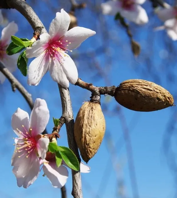 Almonds_Fruit_Plant_(1.5-3_Feet_Height_Pack_Of_1)