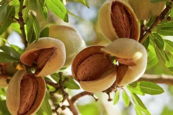 Almonds_Fruit_Plant_(1.5-3_Feet_Height_Pack_Of_1)