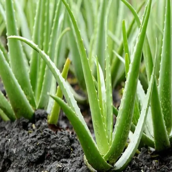 Aloe_Vera_Plant_Whiteout_Pot_|_Indoor_And_Outdoor_Plant_|_Pack_of_1