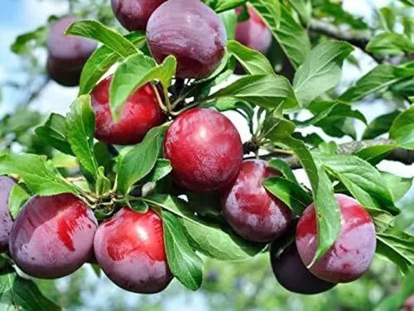 Alubhukara_Fruit_Plant_(1.5-2_Feet_Height_Pack_Of_1)