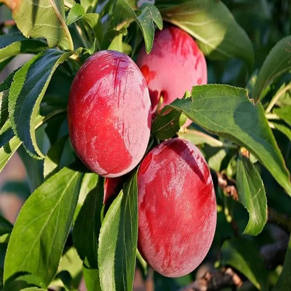 Alubhukara_Fruit_Plant_(1.5-2_Feet_Height_Pack_Of_1)