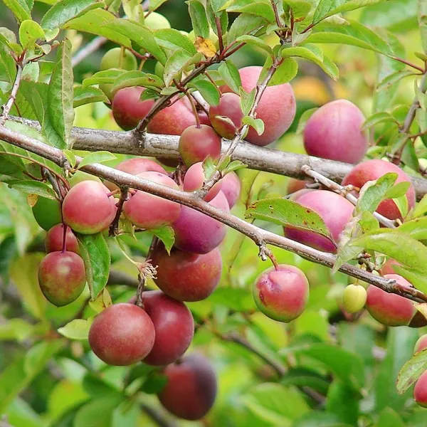 Alubhukara_Fruit_Plant_(1.5-2_Feet_Height_Pack_Of_1)