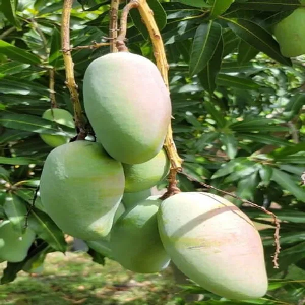 Amrapalli_Mango_Plant_|_Hybrid_Grafted_Plant