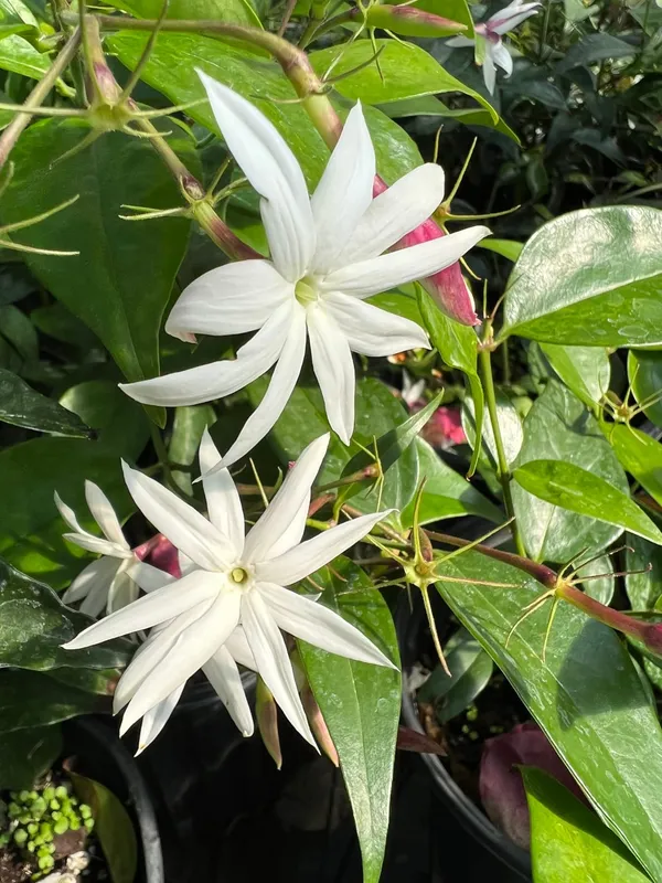 Angel_Wing_Jasmine_flower_Plant