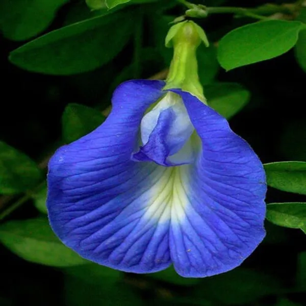 Aparajita_Blue_Flowering_Plant_(Pack_Of_1)