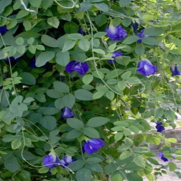 Aparajita_Blue_Flowering_Plant_(Pack_Of_1)