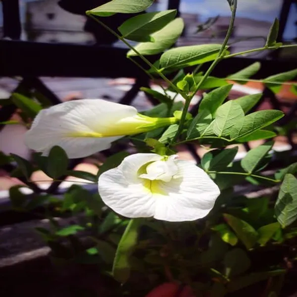 Aparajita_White_Flowering_Plant